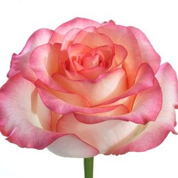 Rosa Gr Jumilia (Роза Гр Джумилия)  В70 Цветы Удмуртии
