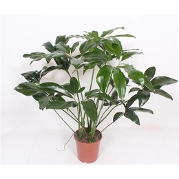 Филодендрон Зеленое Чудо 3 штуки за горшок ( Philodendron Green Wonder 3 per Pot ) W 27 см H 110 см