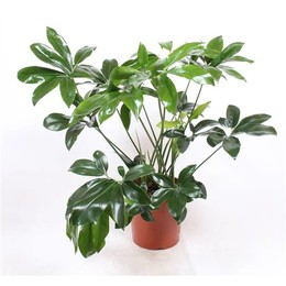 Филодендрон Зеленое Чудо ( Philodendron Green Wonder ) W 30 см H 130 см