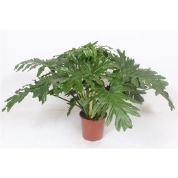 Филодендрон Бипиннатифидум (селлум) ( Philodendron Bipinnatifidum (selloum) ) W 30 см H 100 см