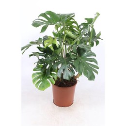 Монстера деликатесная ( Monstera Deliciosa ) W 30 см H 90 см