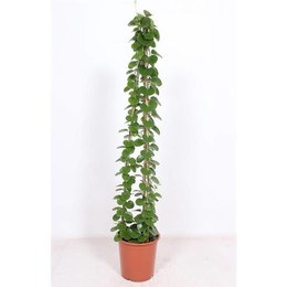 Циссус круглолистный ( Cissus Rotundifolia ) W 27 см H 160 см