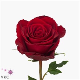 Rosa Gr Madam Red (Роза Гр Мадам Ред) В70.