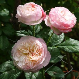 Роза английская Constance (Констанс)