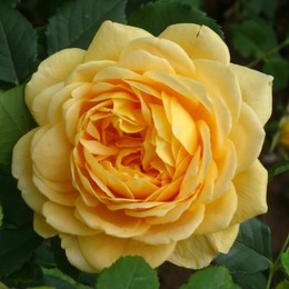 Роза английская Golden Celebration (Голден Селебрейшен)