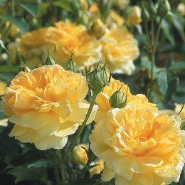 Роза английская Molineux (Молинью)