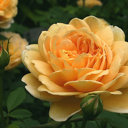 Роза парковая Golden Celebration (Голден Селебрейшен)