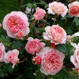 Роза парковая Rubra