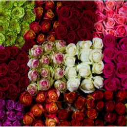 Rose mix Colors ( Роза Микс ) В40 Royal Flowers