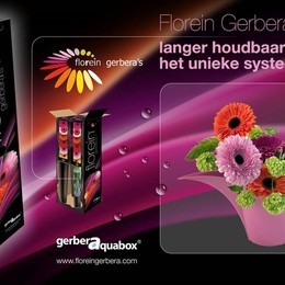 Gerbera Aqua Mixed X184(Гербера Аква Миксед Х184) В45