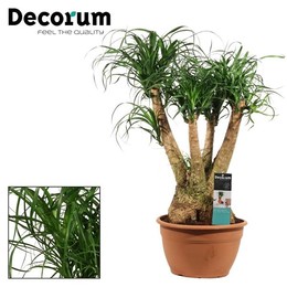 Бокарнея Ветвистая 30 См ( Beaucarnea Branched 30 Cm (decorum) ) W 30 см H 80 см