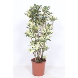 Кодиеум Тамара (кротон Тамара) ( Codiaeum Tamara (croton Tamara) ) W 30 см H 140 см