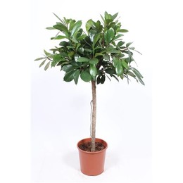 Фикус Циатистипула ( Ficus Cyathistipula ) W 30 см H 140 см