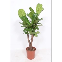 Фикус Лиратный ( Ficus Lyrata ) W 30 см H 140 см