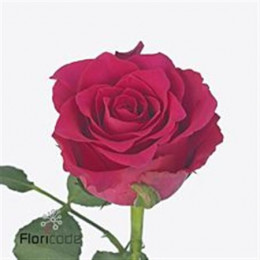 Rosa Gr Pink Rhodos (Роза Гр Пинк Родос) В60