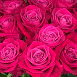 Роза Космик  (Цветы Удмуртии)В70