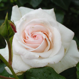 Роза плетистая Schwanensee (Шванензее)