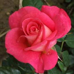 Роза плетистая Shogun (Сегун)
