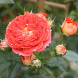Роза плетистая Starlet Rose Carmen (Старлет Роза Кармен)