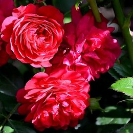 Роза плетистая Starlet Rose Lola (Старлет Роза Лола)