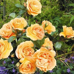Роза флорибунда Bernschtein Rose (Бернштейн Роза)