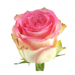 Rose Pink Esperance (Роза Пинк Эсперанс) В60 Royal Flowers