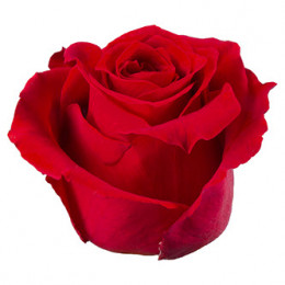 Rose Red Undercover (Роза Ред Андерковер) В40 Royal Flowers