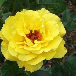Роза флорибунда Friesia (Фрезия)