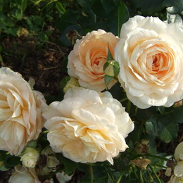 Роза флорибунда Marie Antoinette (Мария Антуанетта)