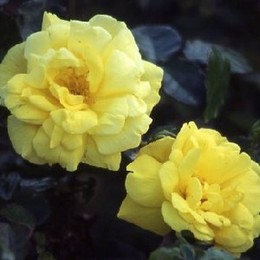 Роза флорибунда Allgold (Оллголд)