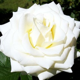 Роза флорибунда Bianca (Бьянка)