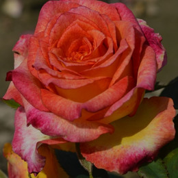 Роза флорибунда Earth (Эрз)