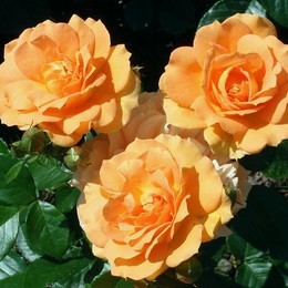 Роза флорибунда Goldelse (Гольдэльзе)