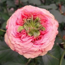 Роза флорибунда Green Island Poppy (Грин Айленд Поппи)