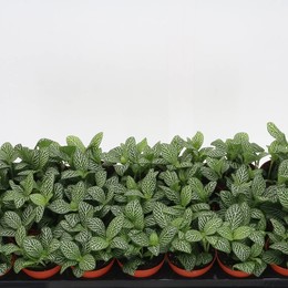 Фиттония Вер Бьянко Верд ( Fittonia Ver Bianco Verd ) W 8,5 см H 15 см