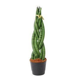 Сансевиерия цилиндрическая "извилистая" ( Sansevieria Cylindrica 'twist' ) W 10,5 см H 35 см