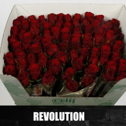 Rosa gr revolution(Роза гр. Революшн)В60