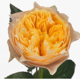 Rosa gr vuvuzela Yellow(Роза гр Вувузела Еллоу) В30