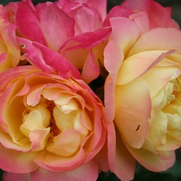 Роза флорибунда Lampion (Лампион)