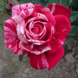 Роза флорибунда Papageno (Папагено)