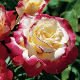 Роза чайно-гибридная Double Delight (Дабл Делайт)