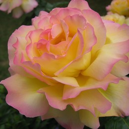 Роза чайно-гибридная Gloria Dei (Глория Дей)