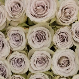 Rosa Gr Early Grey ( Ерл Грей ) В60 Rosa Prima