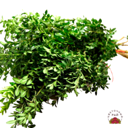 Buxus Boxwood (Буксус / Cамшит) В55 Россия