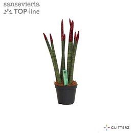 Сансевиерия Бархатное прикосновение ( Sansevieria Velvet Touchz Glitterz Red ) W 8,5 см H 30 см