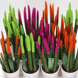 Сансевиерия Бархатное Прикосновение Неона, Смешанного С Керамикой # ( Sansevieria Velvelt Touch Neon