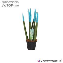 Сансевиерия Бархатное прикосновение ( Sansevieria Velvet Touchz Aqua ) W 8,5 см H 30 см