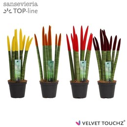 Сансевиерия Бархатное прикосновение ( Sansevieria Velvet Touchz Autumn Mixed ) W 8,5 см H 30 см