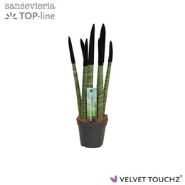 Сансевиерия Бархатное прикосновение ( Sansevieria Velvet Touchz Black ) W 8,5 см H 30 см
