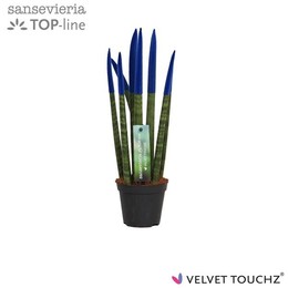 Сансевиерия Бархатное прикосновение ( Sansevieria Velvet Touchz Blue ) W 8,5 см H 30 см